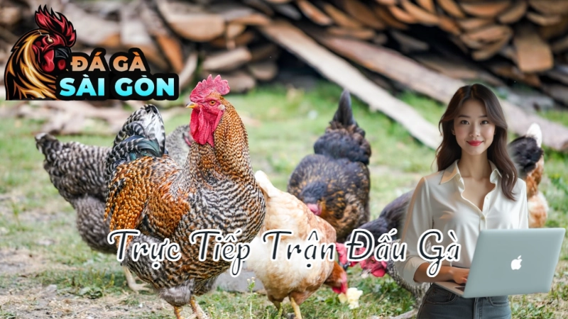 Cách Xem Trực Tiếp Trận Đấu Gà Không Bỏ Lỡ