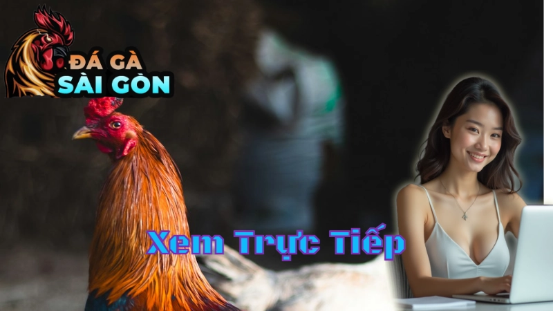 Cách Xem Trực Tiếp Trận Đấu Gà Tại Sài Gòn Mọi Lúc