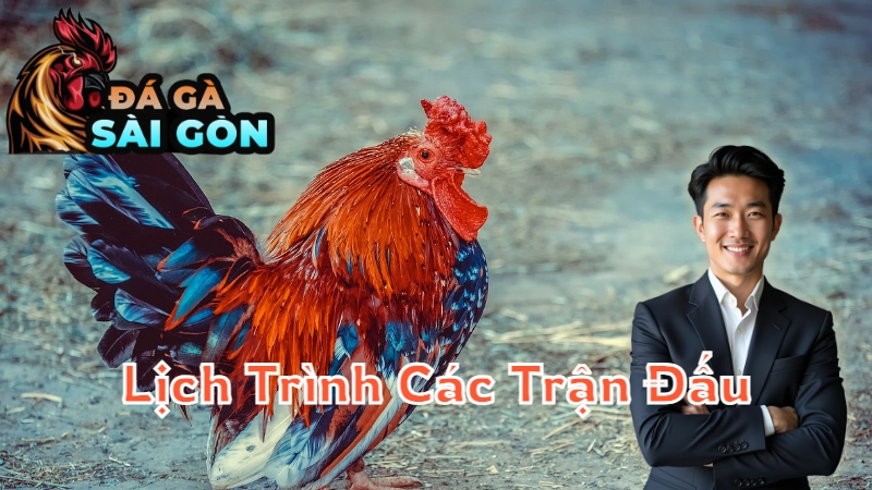 Lịch Trình Các Trận Đấu Gà Trực Tiếp Tại Sài Gòn