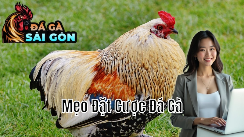 Mẹo Đặt Cược Đá Gà Khi Xem Trực Tiếp Tại Sài Gòn