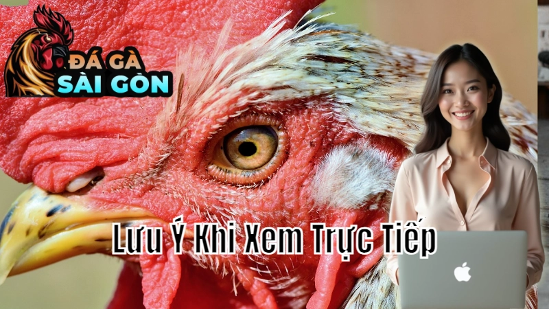 Những Lưu Ý Khi Xem Trực Tiếp Đá Gà Cho Người Mới Tại Sài Gòn