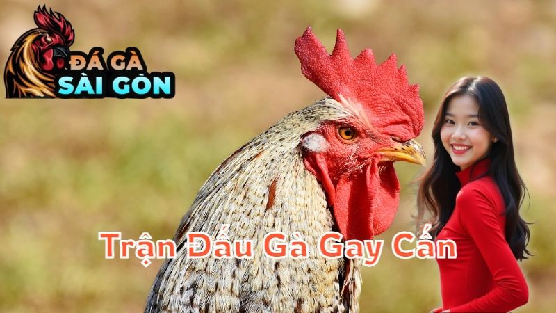 Những Trận Đấu Gà Gay Cấn Không Thể Bỏ Lỡ Tại Sài Gòn