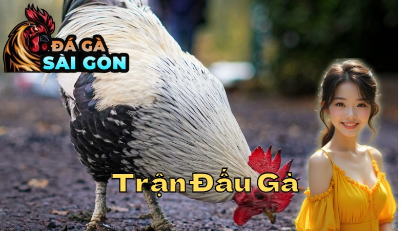 Những Trận Đấu Gà Trực Tiếp Hấp Dẫn Hôm Nay Tại Sài Gòn